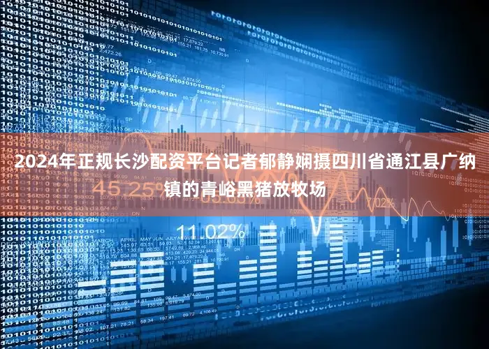 2024年正规长沙配资平台记者郁静娴摄四川省通江县广纳镇的青峪黑猪放牧场